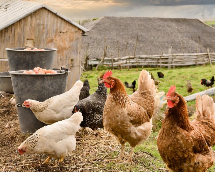 Poultry raised on a Clinfox-sourced farm